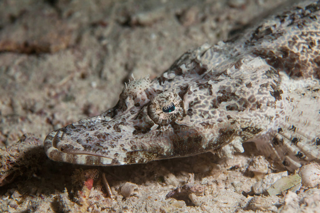 Crocodilefish close-up. Sipadan island. Celebes sea. Malaysia.