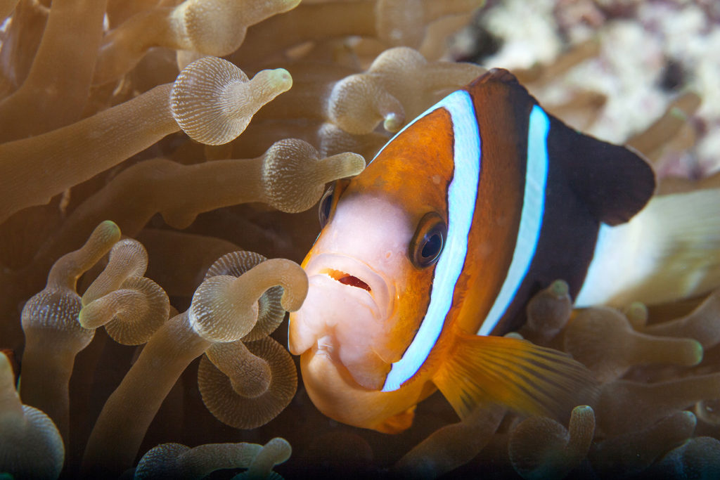 Clownfish close-up. Sipadan island. Celebes sea. Malaysia.