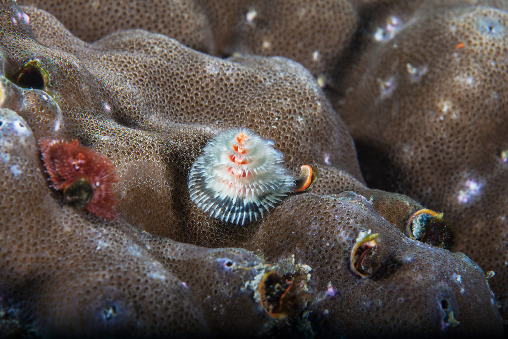 Underwater worm close-up. Sipadan island. Celebes sea. Malaysia.