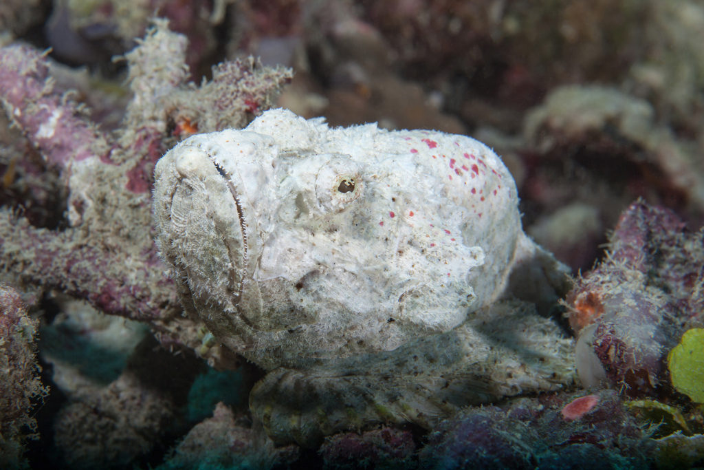 White stone fish close-up. Sipadan island. Celebes sea. Malaysia.