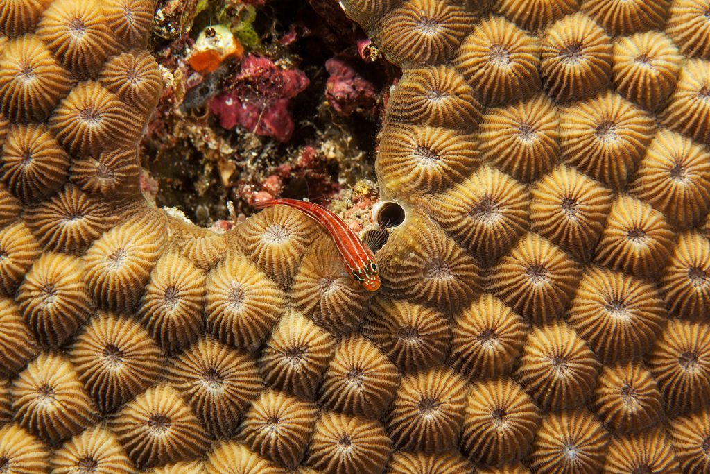 Goby fish close-up. Similan islands. Andaman sea. Thailand.