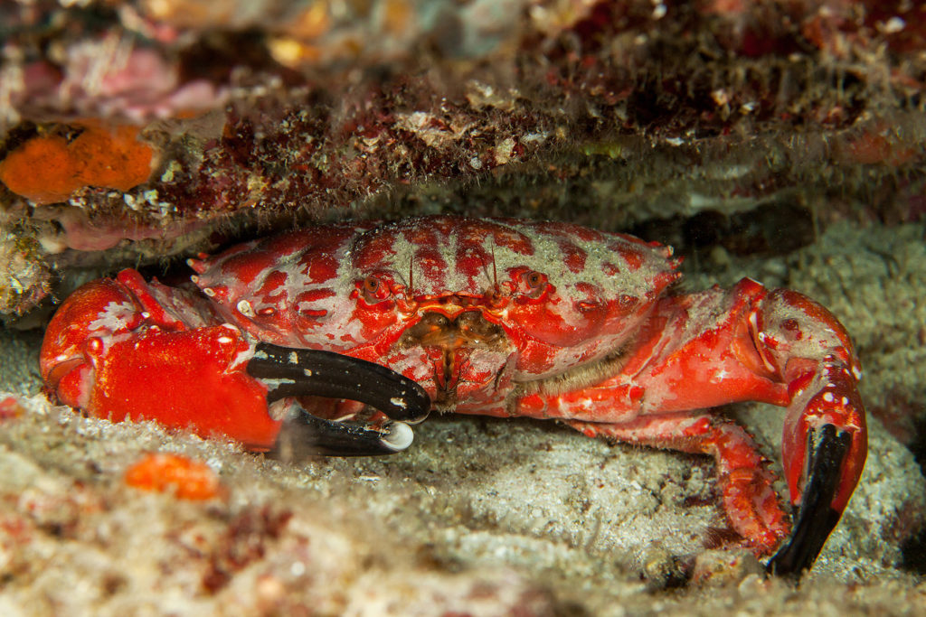 Red crab close-up. Similan islands. Andaman sea. Thailand.