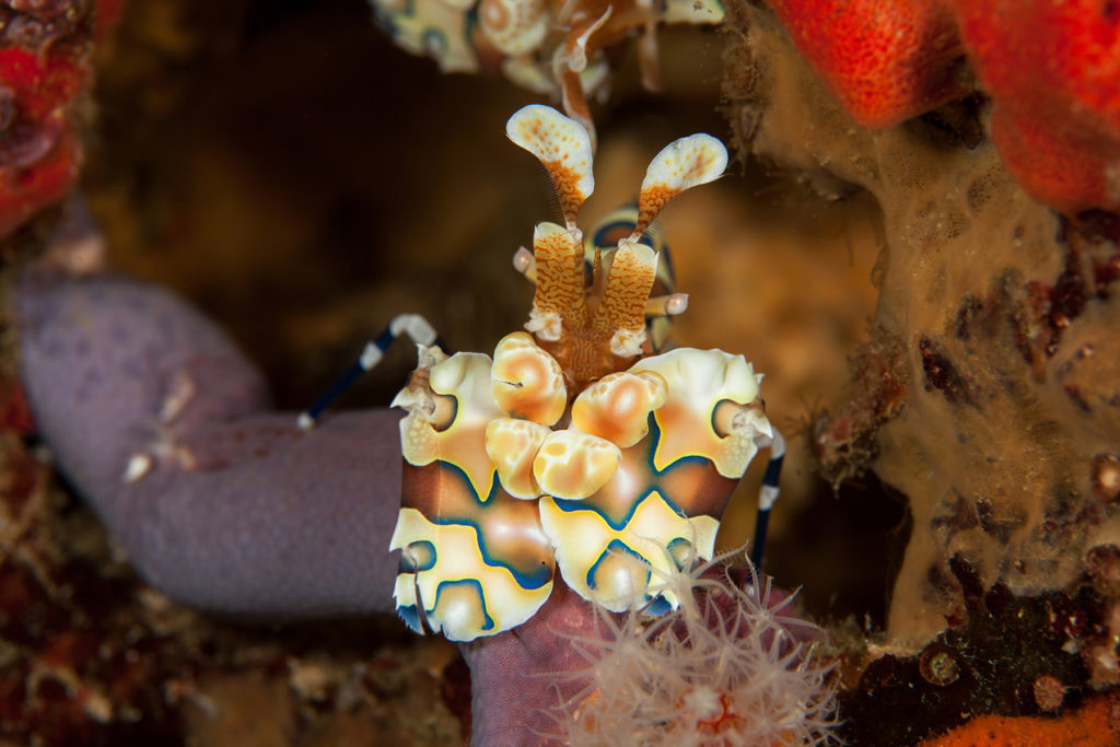 Harlequin shrimp close-up. Similan islands. Andaman sea. Thailand.