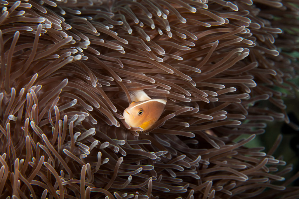 Clownfish close-up. Similan islands. Andaman sea. Thailand.