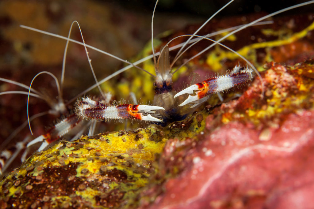 Boxer shrimp close-up. Similan islands. Andaman sea. Thailand.