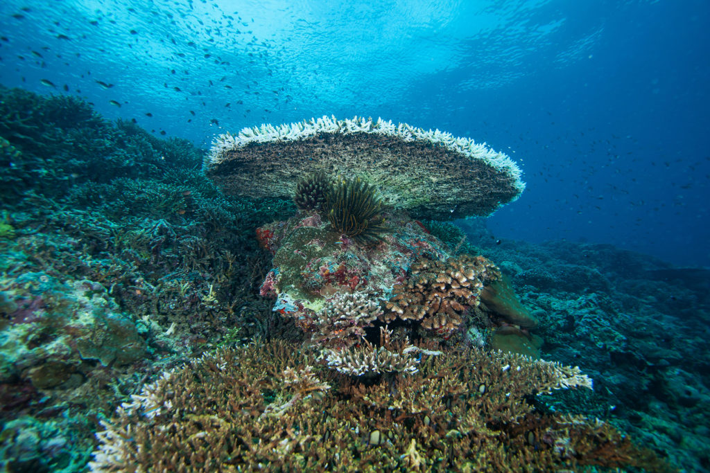 Underwater landscape. Sipadan island. Celebes sea. Malaysia.