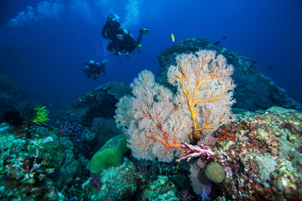 Gorgonian. Similan islands. Andaman sea. Thailand.